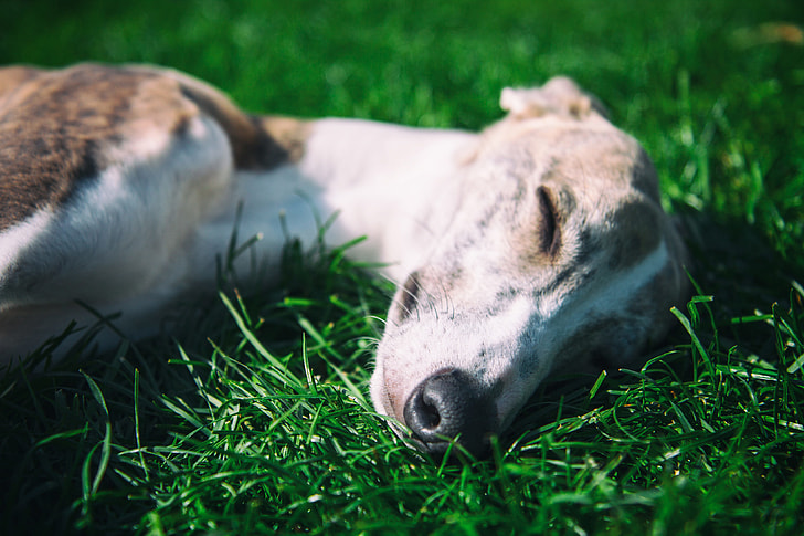 Close-up photo of a sleeping whippet dog as it rests in the sunshine