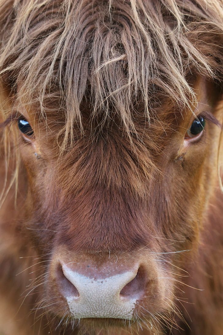 close-up photo of brown cattle