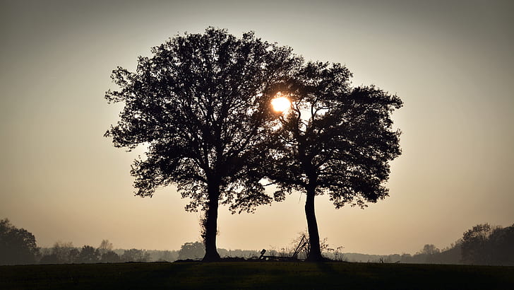 photography of silhouette two trees during daytime