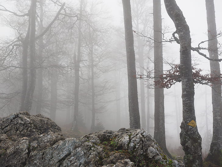 bare trees and rocks surrounded with fog