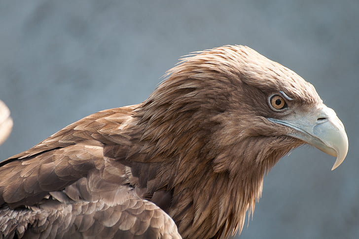 close up photo of brown eagle
