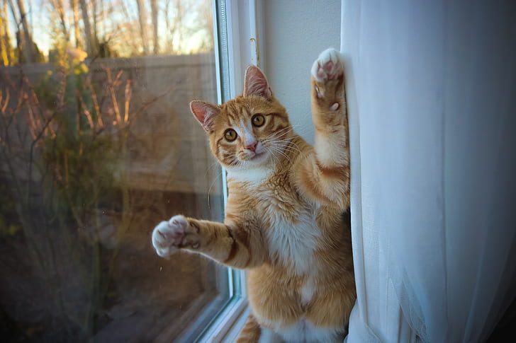 orange tabby cat on a window ledge