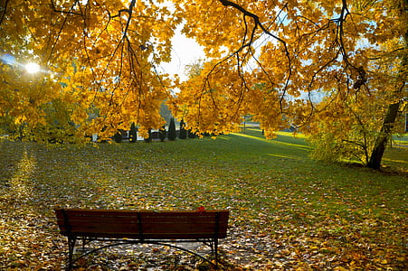 brown bench under trees