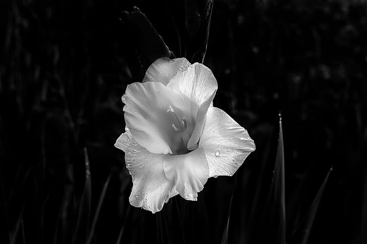 white lily flower grayscale photo