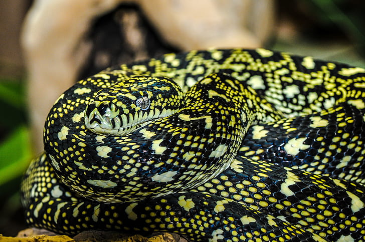 black and green snake closeup photography