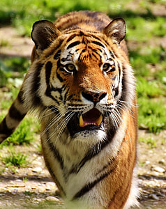 photo of tiger under sunny sky