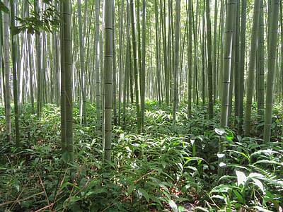photograph of bamboo stalks
