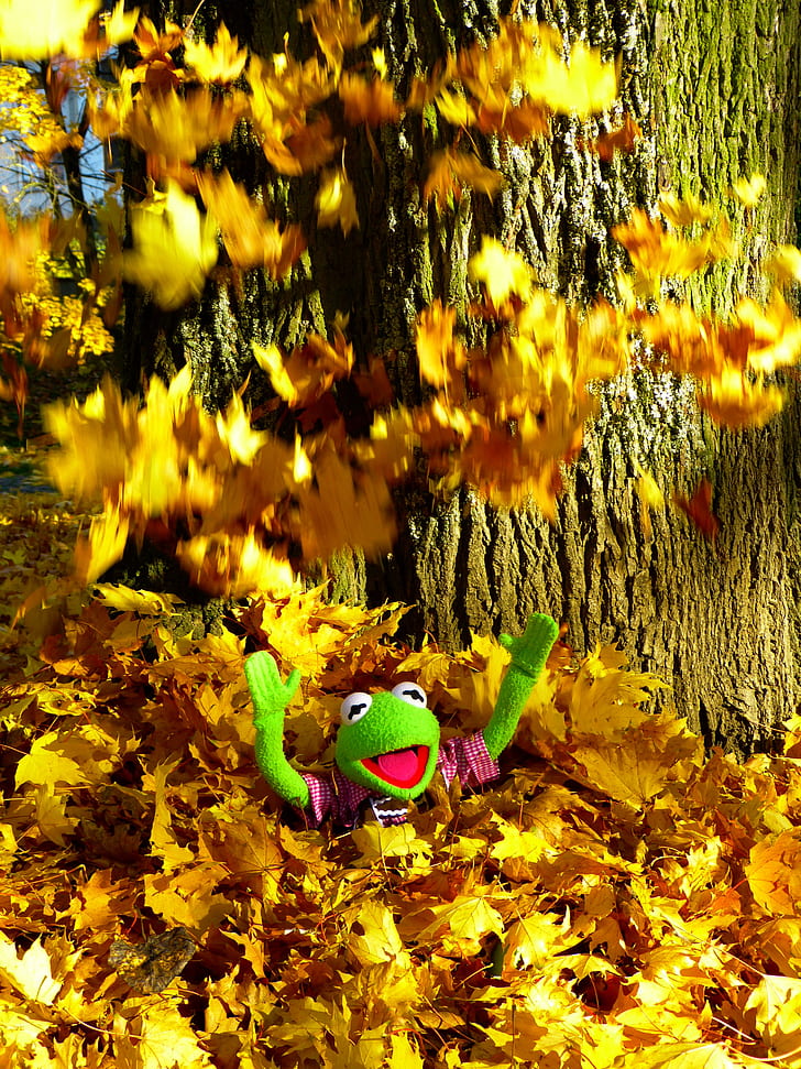 Kermit the frog surrounded by dry maple leaves near tree during daytime