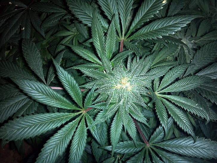 Royalty-Free photo: Cannabis leaves - PickPik