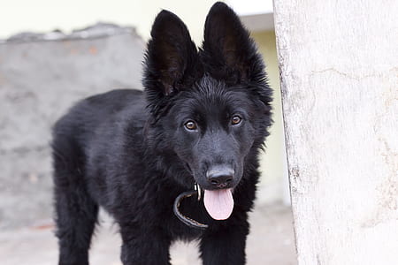 Black Belgian Shepherd Puppy