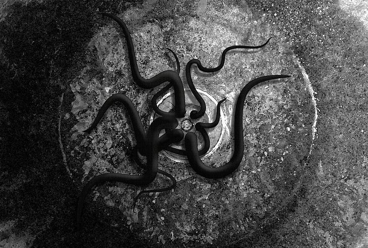 tentacles crawling out of drainage