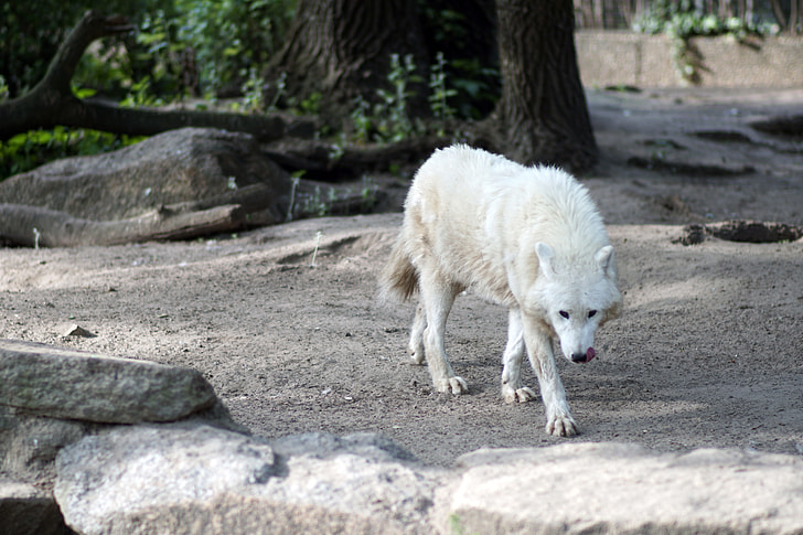 photo of short-coated white dog