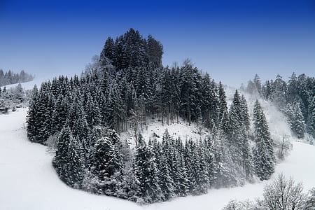 snow coated pine tree on snow field