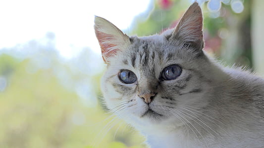 short-fur gray cat close-up photography
