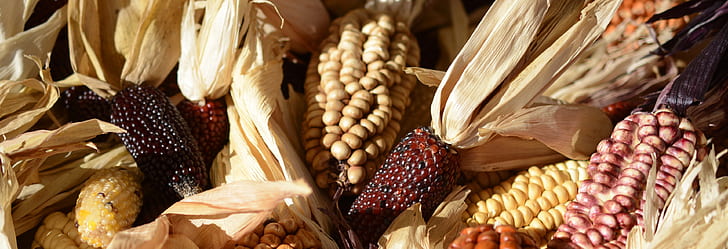 ornamental corn, corn, corn on the cob, cereals, wine red, agriculture