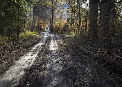 gray road between tall trees at daytime