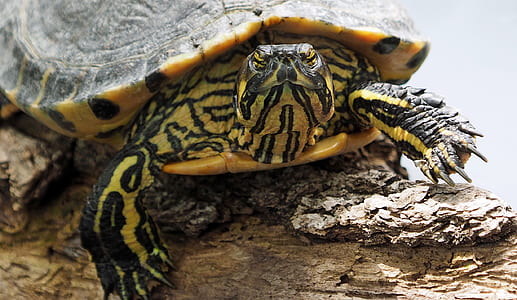 Yellow and Black Turtle