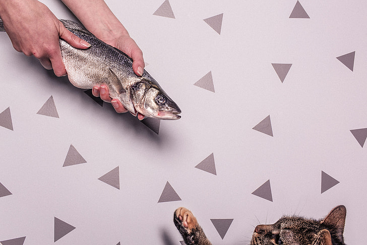 person holding grey fish