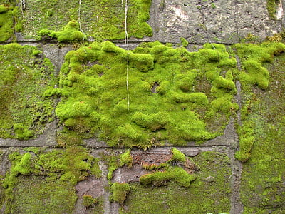 wall coated by green grass