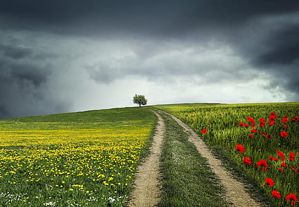 solitary tree on red poppies and yellow flower field
