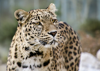 selective focus photo of leopard