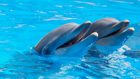 2 Dolphin during Daytime