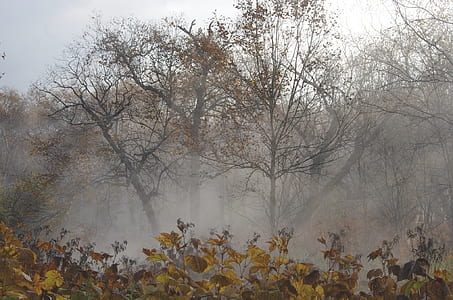 green leaf trees surrounded by fogs