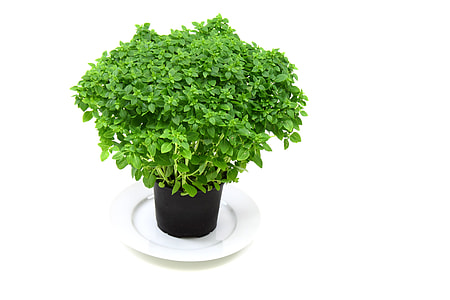 green leaf plant on black pot