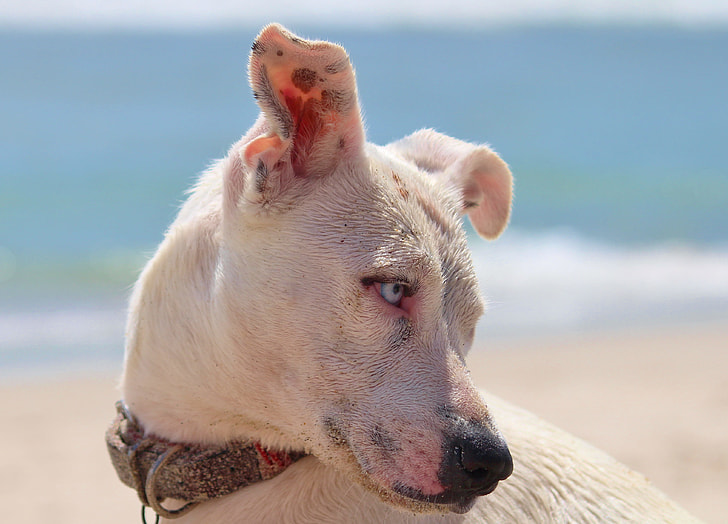do short haired dogs need sunscreen