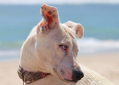 closeup photography of short-coated white dog