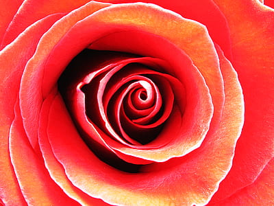 Red Rose in Macro Photography