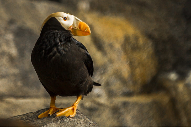 Closeup Photography of Puffin Perching on Rock
