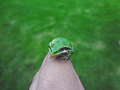 green and black frog on persons finger