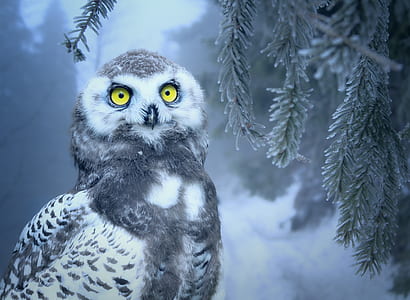 snow covered barn owl