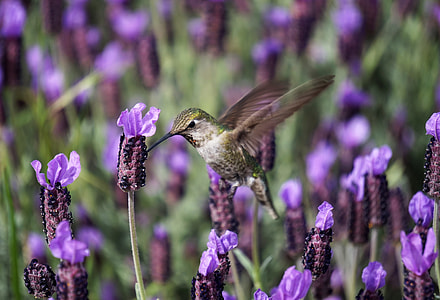 brown hummingbird closeup photography