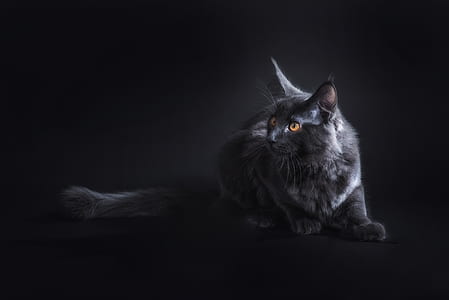 selective focus photograph of bombay cat