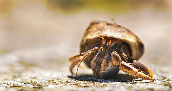 selective focus photography of brown hermit crab