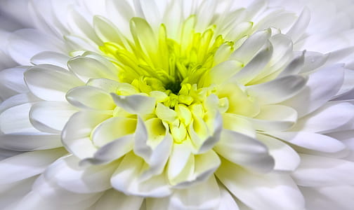 white Dahlia flower