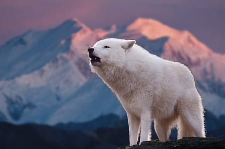closuep photography of white bear on mountain