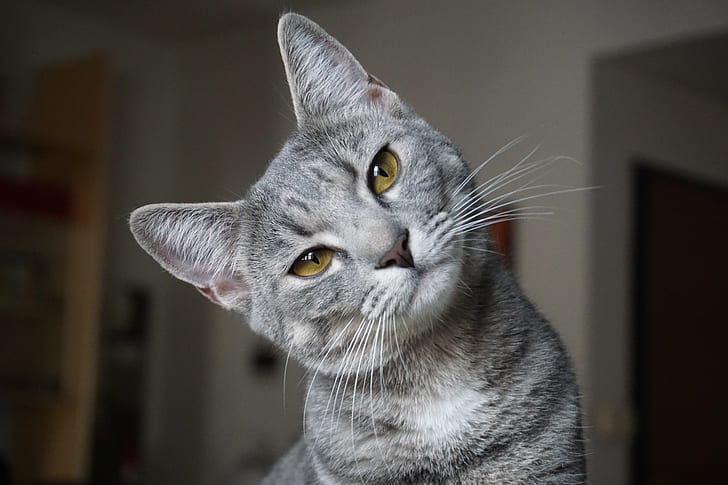 gray cat tilting its head