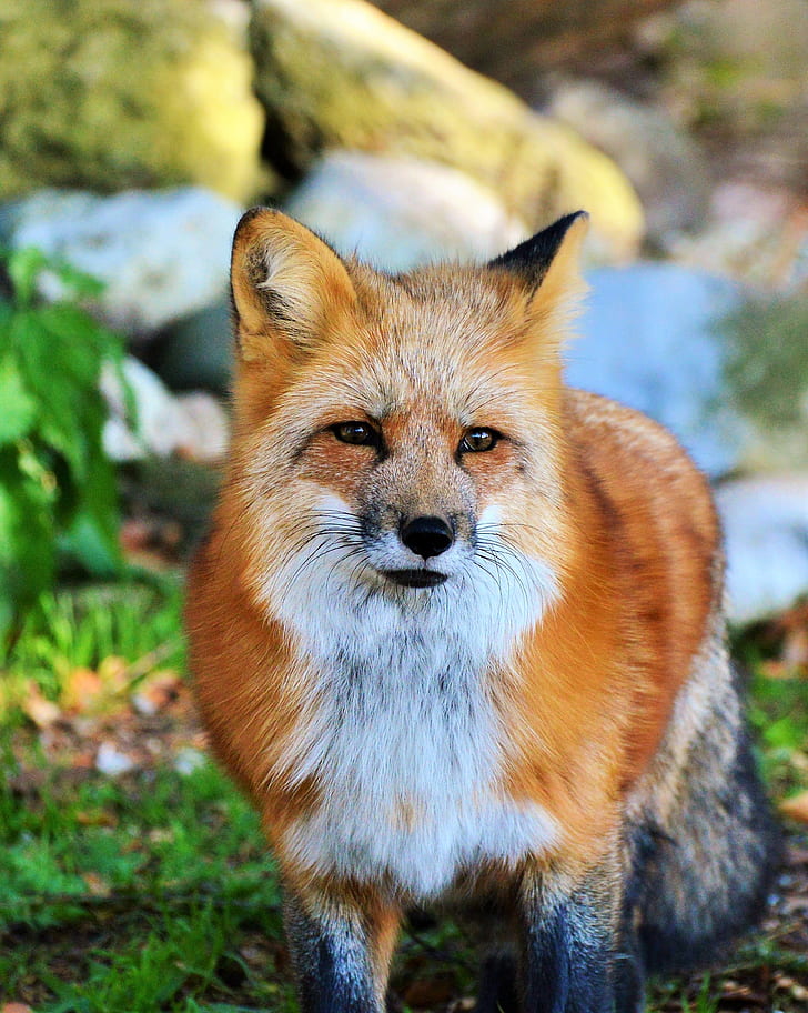 white and brown fox