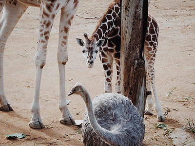 ostrich near giraffe during day