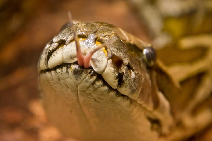 close-up photography of snake