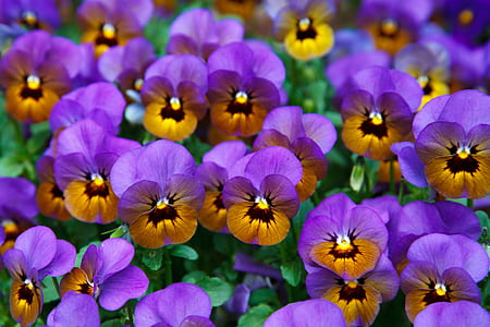 purple-and-brown petaled flowers