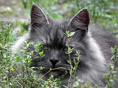 gray and white cat hiding behind bushes