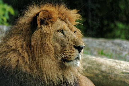 macro photography of lion during daytime