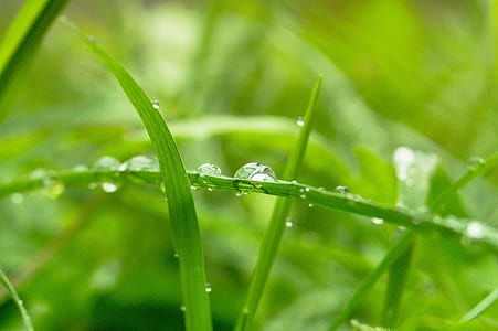 closeup photography of green leaves with water dew