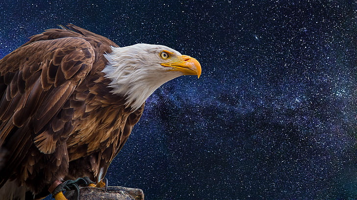eagle illustration with starry night sky background