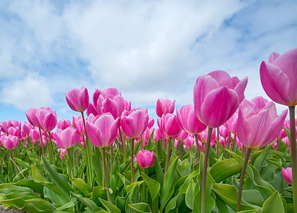 pink tulip flower field at daytime