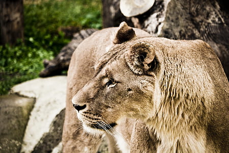 wildlife photography of lioness